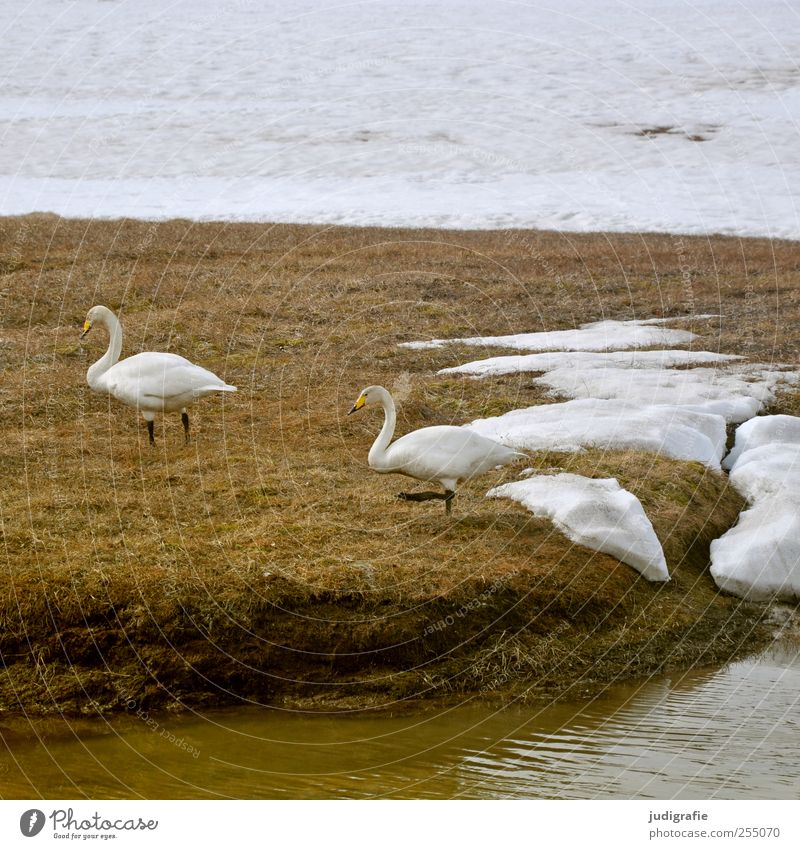 Iceland Environment Nature Animal Frost Snow Lakeside Wild animal Bird Swan Whooper Swan 2 Pair of animals Going Natural Beautiful Colour photo Exterior shot