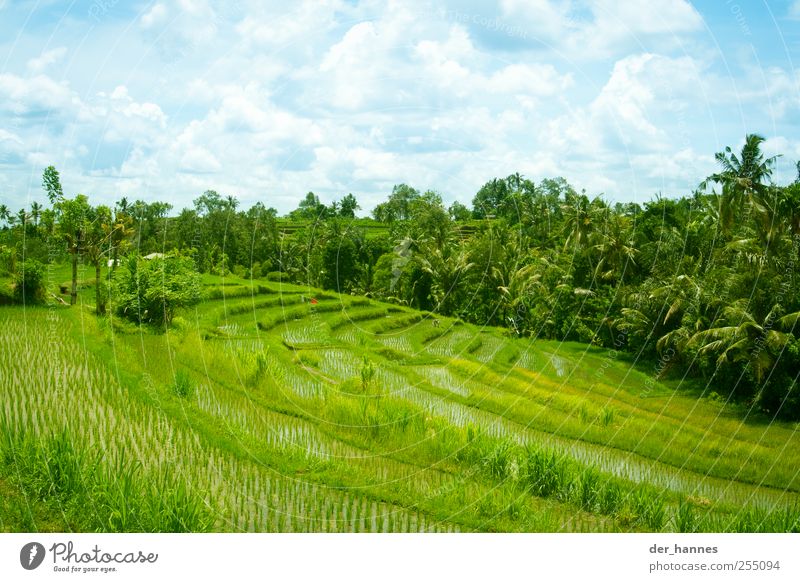 terrace construction Life Advancement Future Environment Nature Landscape Sky Clouds Sun Sunlight Summer Climate change Weather Beautiful weather Foliage plant