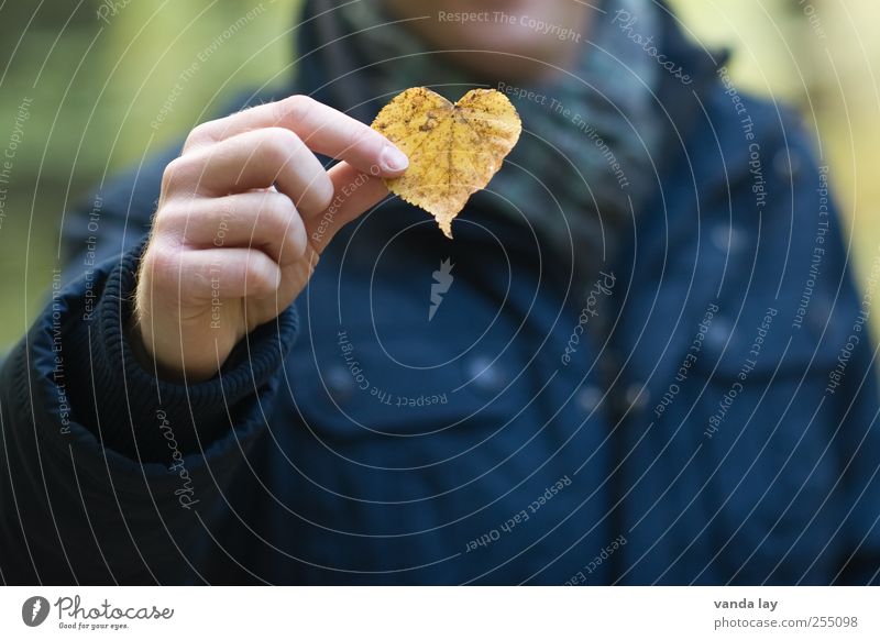 heart Wellness Valentine's Day Man Adults Hand 1 Human being Nature Plant Autumn Leaf Heart Yellow Spring fever Sympathy Love Infatuation Romance