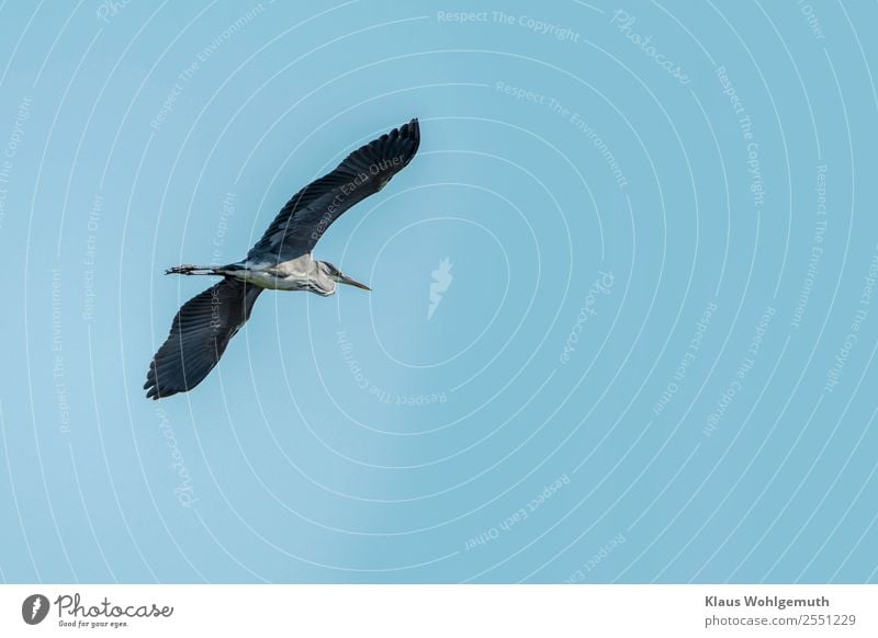 Gliding flight of a grey heron Environment Nature Animal Sky Cloudless sky Lakeside Beach Bog Marsh Pond River Bird Heron Grey heron 1 Flying Blue Gray Black