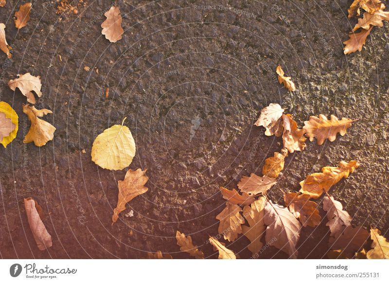 autumn Environment Nature Plant Autumn Leaf Street To fall Lie To dry up Anticipation Expectation Colour Calm Change Asphalt Floor covering Seasons Oak leaf