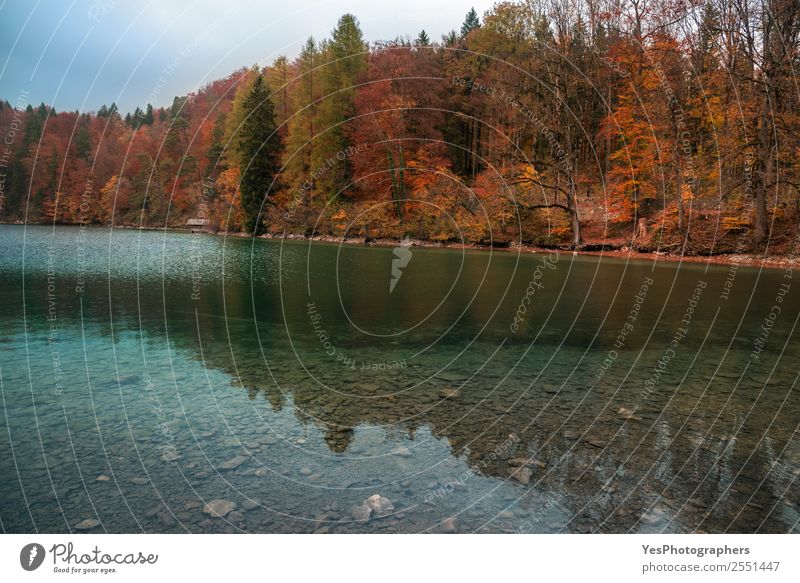 Autumn forest and the Alpsee lake Beautiful Vacation & Travel Nature Landscape Leaf Forest Lake Füssen Germany Tourist Attraction Natural Bavaria Fussen