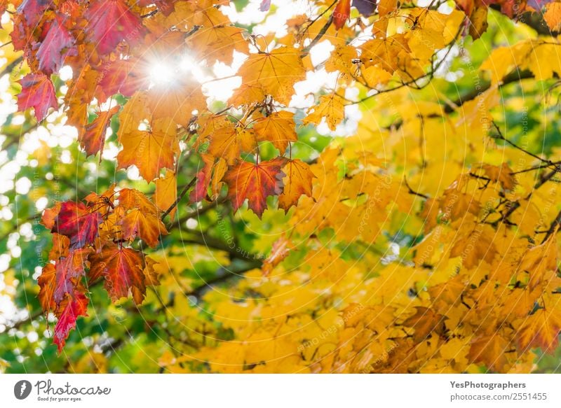 Sun shining through colorful autumn leaves Wallpaper Environment Nature Autumn Beautiful weather Tree Leaf Bright Natural Yellow Gold Red November October