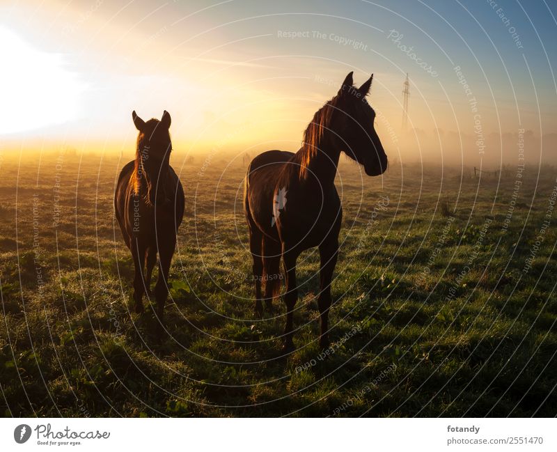 two horses in the sunrise on a meadow Landscape Cloudless sky Meadow Field Animal Horse Romance Adventure Colour photo Exterior shot Deserted Copy Space right