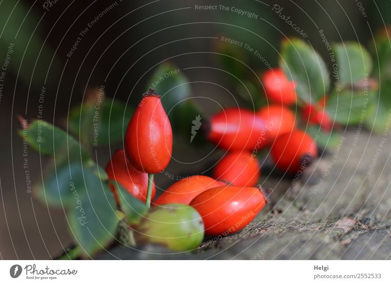 Rosehips and acorn Environment Nature Plant Autumn Leaf Wild plant Fruit Rose hip Acorn Forest Wood Lie Esthetic Uniqueness Natural Brown Gray Green Red Moody