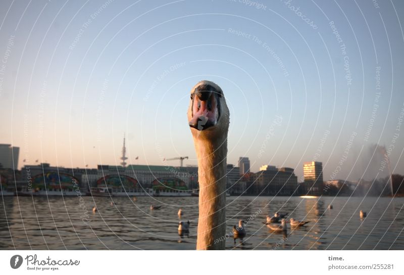 My dear swan! Life Animal Water Sky Horizon Skyline High-rise Swan Serene Idyll Curiosity pretty Tourism Town Dusk Hamburg Alster Duck Water fountain