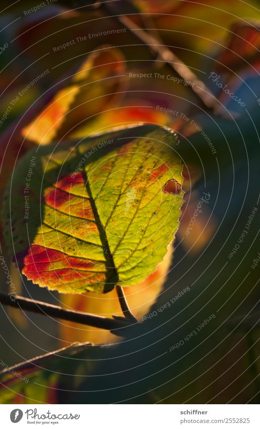 Play of colours II Environment Nature Plant Autumn Beautiful weather Tree Leaf Forest Yellow Green Orange Red Black Autumnal Autumn leaves Autumnal colours