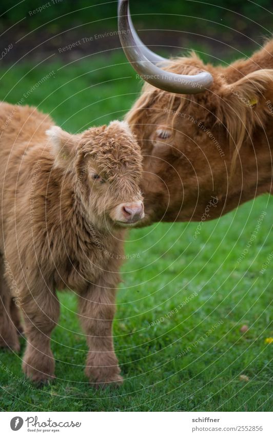Motherly emotion. Animal Pet Farm animal Cow Zoo Petting zoo 2 Baby animal Animal family Brown Green Motherly love Cattle Cattle farming Highland cattle