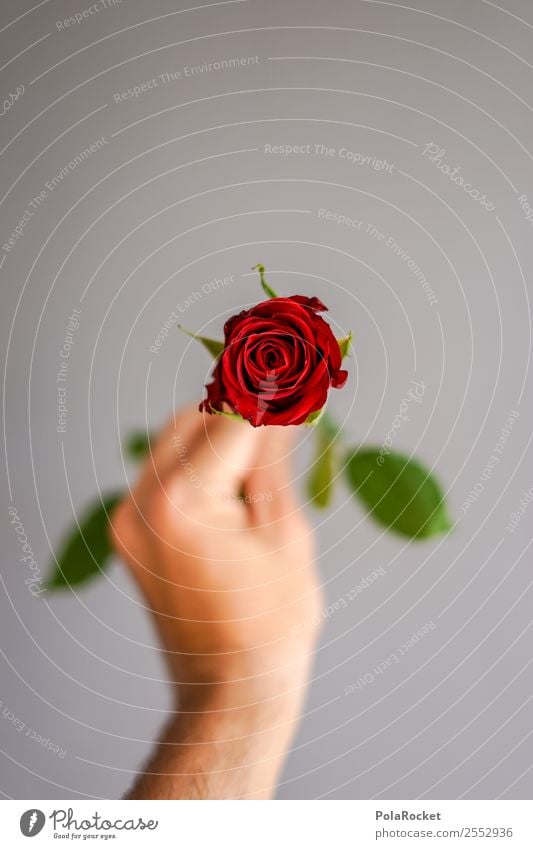 #S# Red Rose III Happy Red rose Green Gray Hand Pattern Symbols and metaphors Joy Love Donate Spring fever Valentine's Day Romance Surprise Friendship