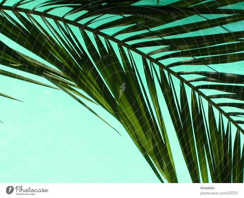 pool palm Palm tree Swimming pool Turquoise Leaf Palm frond Background picture Vacation & Travel Beach Water Perspective