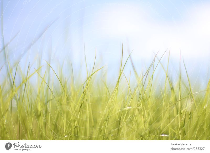 For you it's supposed to rain colorful pictures! Summer Sun Nature Sky Clouds Grass Esthetic Blue Green White Moody Happy Warm-heartedness Sympathy Beautiful