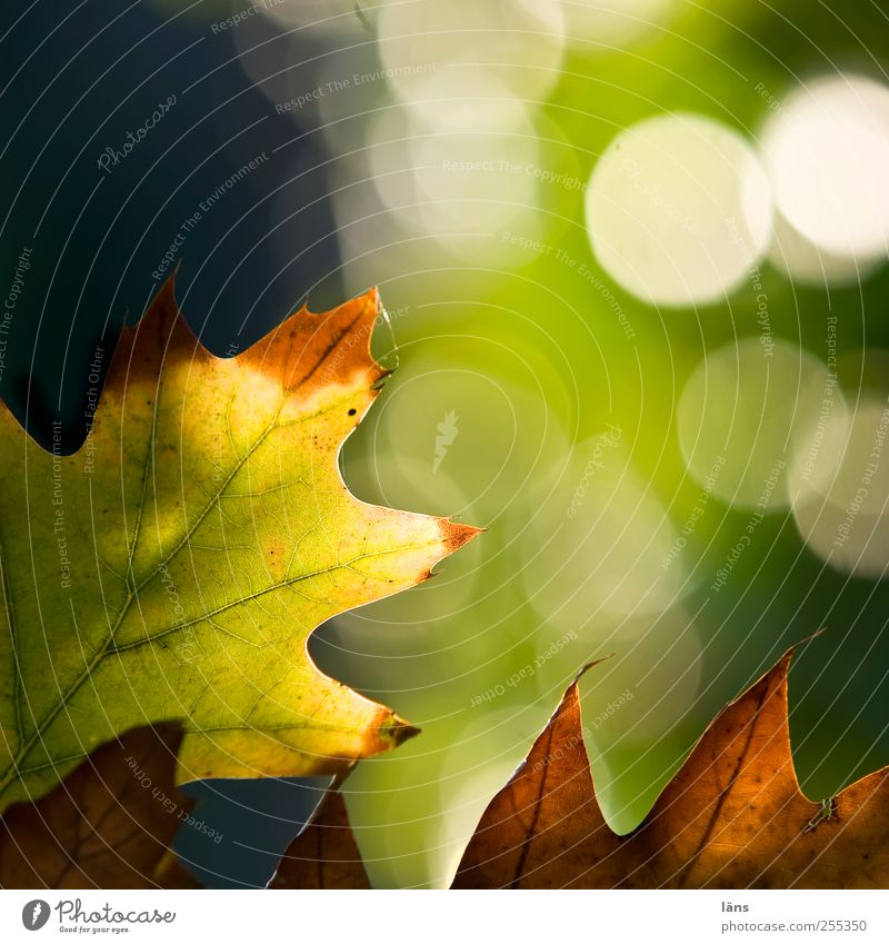 for you soll´s rain colorful pictures! *meeting of excellence* Nature Plant Autumn Leaf Glittering Brown Yellow Green Transience Change Oak leaf Brilliant