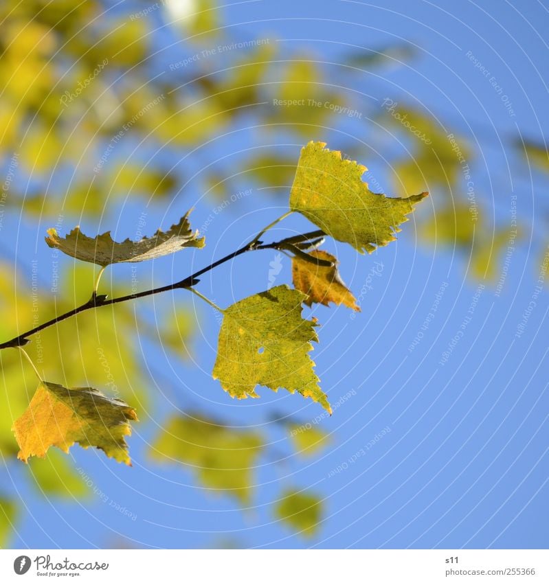 For you it shall rain colorful leaves... Environment Nature Plant Leaf Old Hang Elegant Beautiful Blue Yellow Green Autumn Autumn leaves Point Prongs Branch