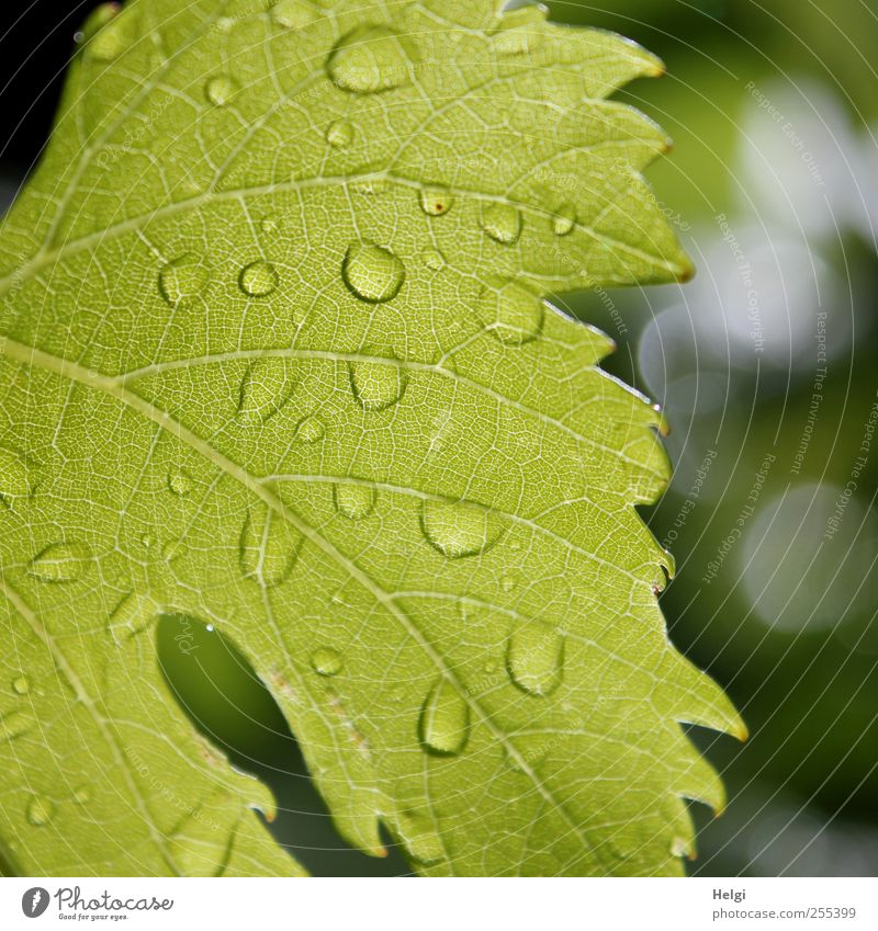 For you it should rain colorful pictures... Environment Nature Plant Summer Bad weather Rain Leaf Agricultural crop Vine leaf Hang Growth Esthetic Simple Fresh