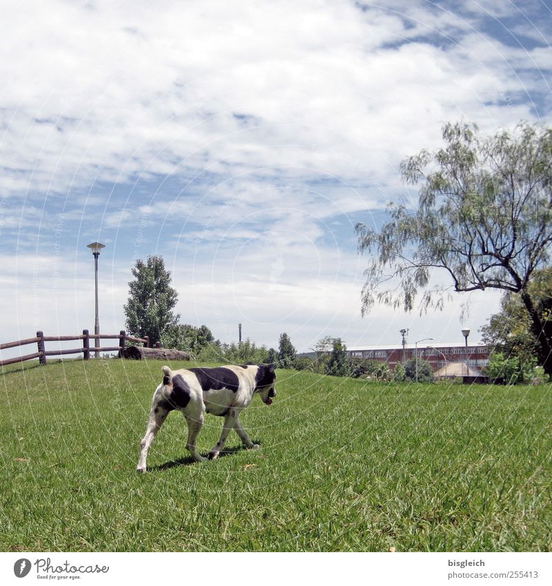 dog cow Sky Tree Grass Meadow Pasture Dog 1 Animal Walking Blue Green Black White Colour photo Exterior shot Deserted Day