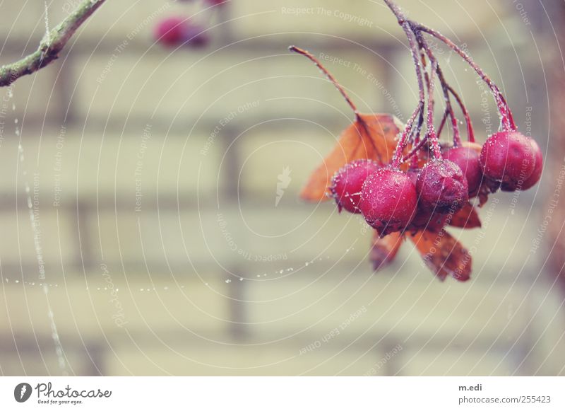 winter berries Nature Plant Wild plant Berries Meadow Gate Wall (barrier) Cold Colour photo Interior shot