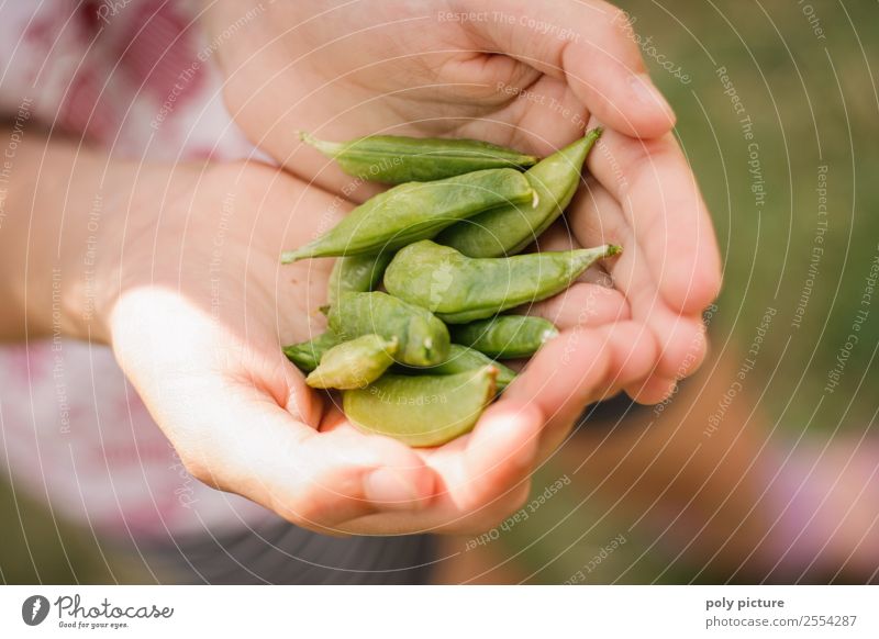 Sugar peas in children's hands Child Girl Boy (child) Infancy Youth (Young adults) Life Hand Fingers 1 - 3 years Toddler 3 - 8 years 8 - 13 years Environment