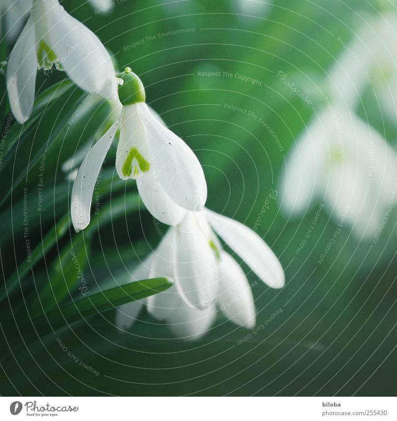 For you it's supposed to rain colorful pictures Spring Plant Blossom Wild plant Snowdrop Garden Park Green White Happy Hope Spring fever Spring flower Fresh