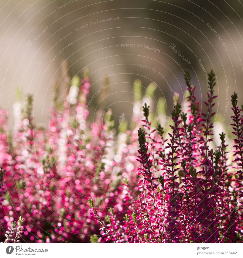 For you it's supposed to rain colorful pictures Environment Nature Plant Flower Bushes Leaf Blossom Agricultural crop Mountain heather Growth Esthetic Fragrance