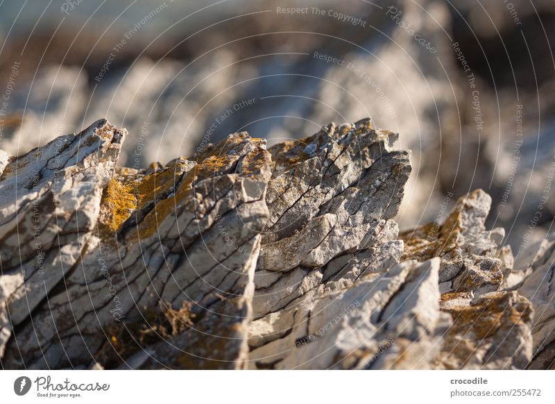 Rocksolid Environment Nature Elements Coast Old Esthetic Exceptional Stress Bizarre Lichen New Zealand Colour photo Subdued colour Exterior shot Close-up Detail