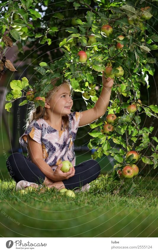 Apple girl 2 Fruit Nutrition Eating Gardening Child Toddler Girl 3 - 8 years Infancy Environment Nature Landscape Autumn Apple harvest fruit harvest Apple tree