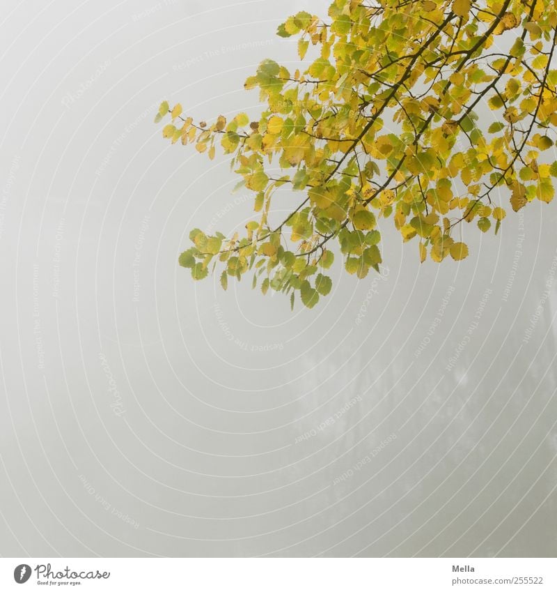 For you it's supposed to rain colorful pictures Environment Nature Plant Autumn Fog Tree Leaf Branch To dry up Growth Natural Gloomy Gray Calm Decline Time