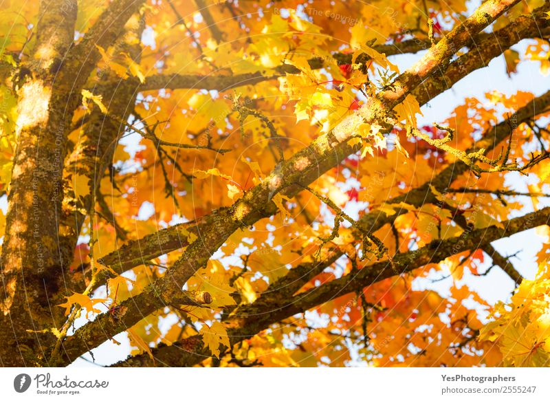 Tree branches with yellow autumn leaves Wallpaper Environment Nature Autumn Beautiful weather Leaf Bright Natural Yellow Gold Orange Red Colour November October