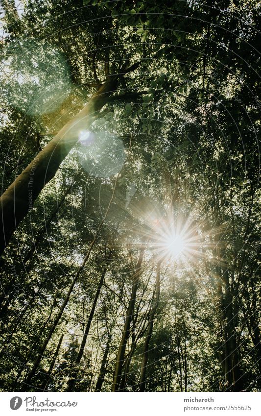Sun against trees Adventure Agriculture Forestry Environment Nature Sunlight Spring Summer Climate Climate change Weather Beautiful weather Warmth Tree