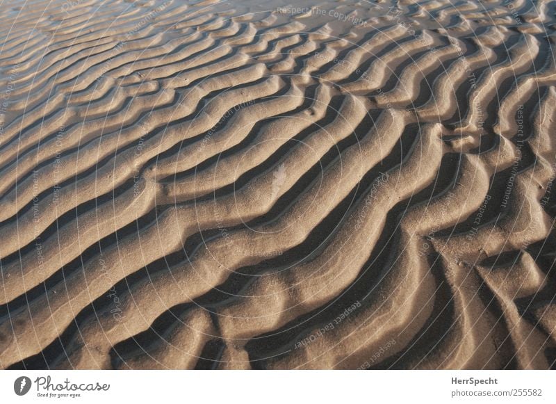 mini dunes Beautiful weather Waves Coast Beach Ocean Esthetic Brown Sand Sandy beach Dune Sandbank hilly meditative Comforting Natural phenomenon Nature
