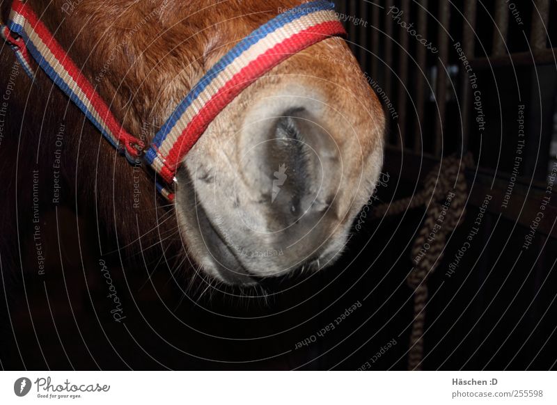 Icelandic Schnute Brunette White-haired Short-haired Horse 1 Animal Steel Rust Knot Brown Horse's muzzle Iceland Pony Icelander Mouth Snout Muzzle Halter Rope