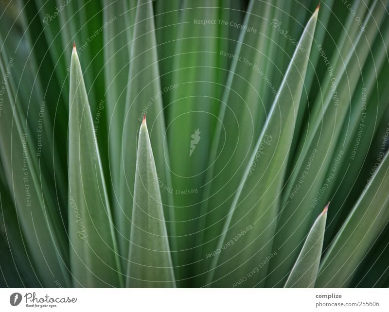 Green & Spitz Environment Nature Plant Cactus Leaf Foliage plant Exotic Thorny Structures and shapes Background picture Colour photo Detail Day