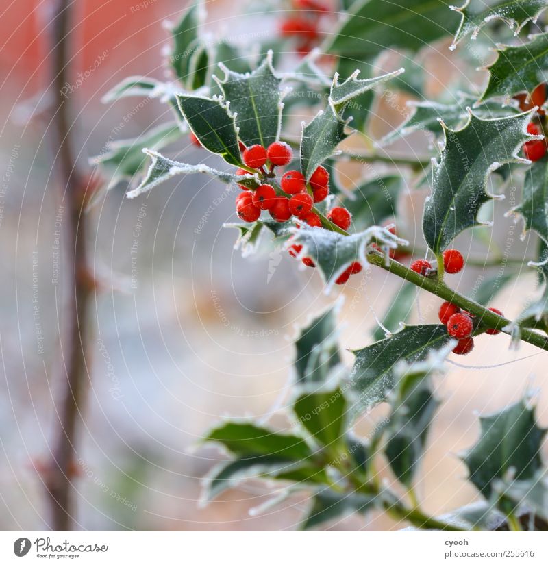The first frost... Nature Plant Winter Ice Frost Leaf Foliage plant Garden Cold Red Illuminate Bright Colours Ilex Holly leaf Christmas & Advent Winter mood