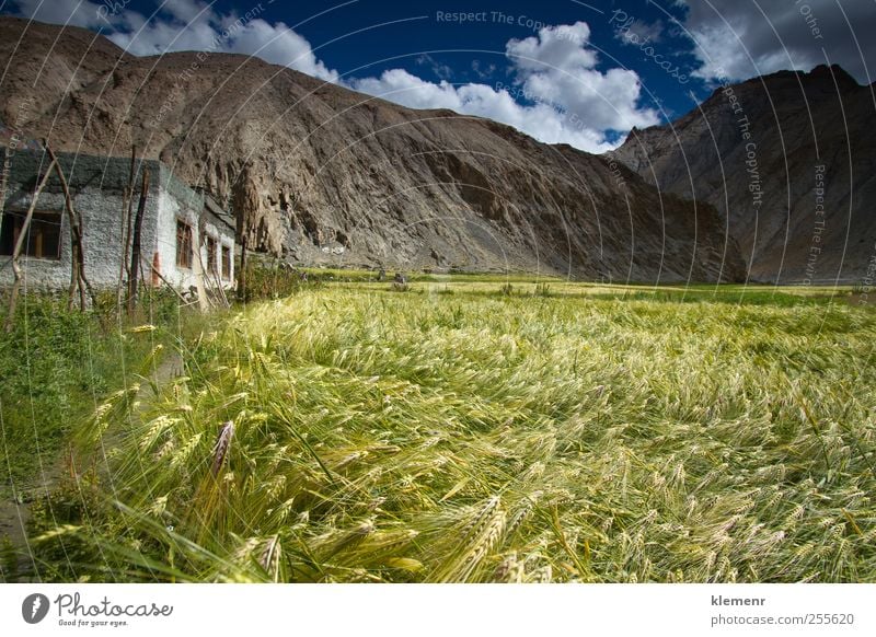 Wheat field located in Marhka Valley near city of Leh India Nature Landscape Earth Clouds Plant Field Hill Mountain Village House (Residential Structure)