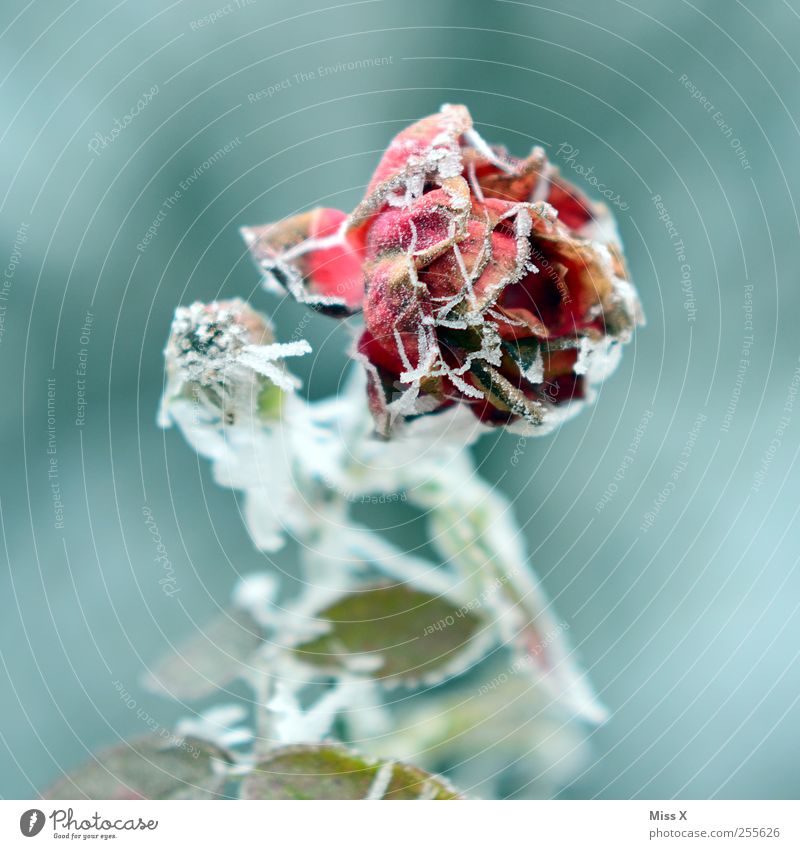 frost Winter Bad weather Ice Frost Snow Plant Rose Leaf Blossom Garden Faded Cold Death Transience Rose blossom Hoar frost Frozen Colour photo Multicoloured
