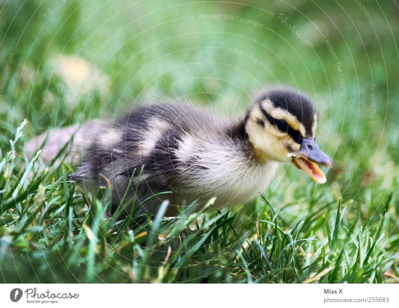 Fluffy thing Grass Meadow Animal Farm animal Wild animal Bird 1 Baby animal Cute Small Duck Duckling Chick Fuzz Soft Colour photo Exterior shot Close-up