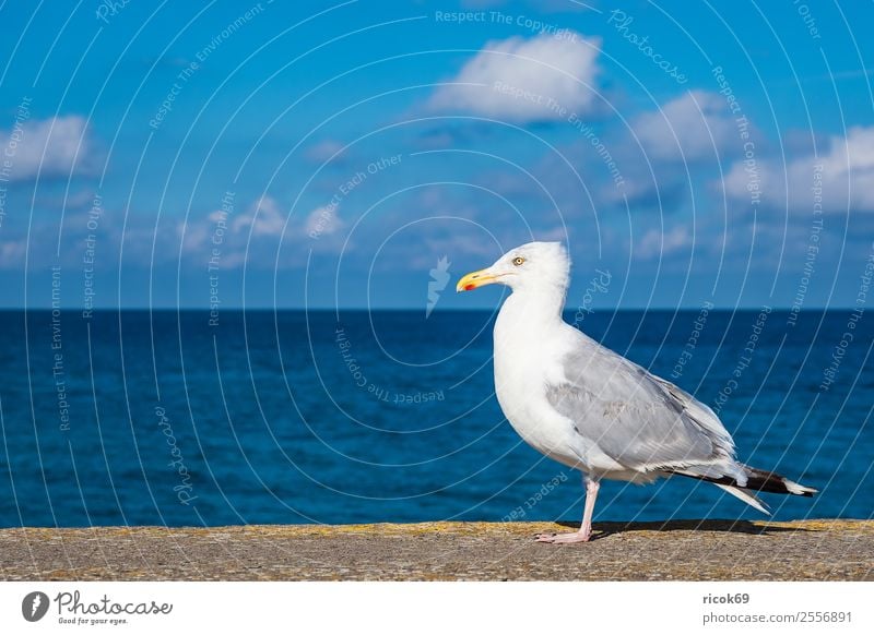 Seagull on the Baltic Sea coast in Warnemünde Relaxation Vacation & Travel Tourism Ocean Animal Water Clouds Coast Bird Blue Idyll Nature Environment seabird