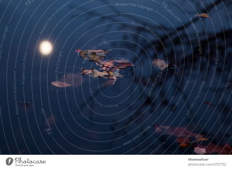 Autumn in blue Nature Landscape Sky Night sky Moon Tree Leaf Branch Twig Park Lakeside Dark Glittering Blue Moody Romance Calm Dream Sadness Loneliness End