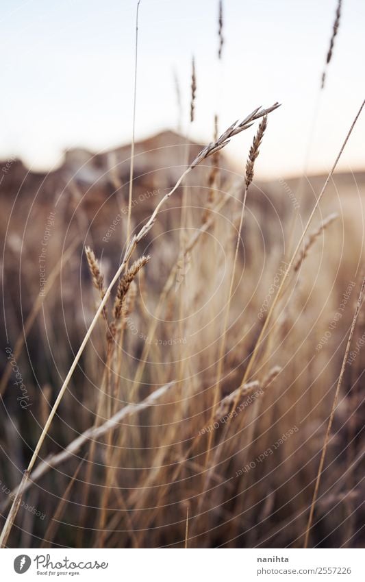 Beautiful dried plants in autumn Environment Nature Plant Summer Autumn Beautiful weather Leaf Foliage plant Wild plant Field Esthetic Thin Authentic Simple