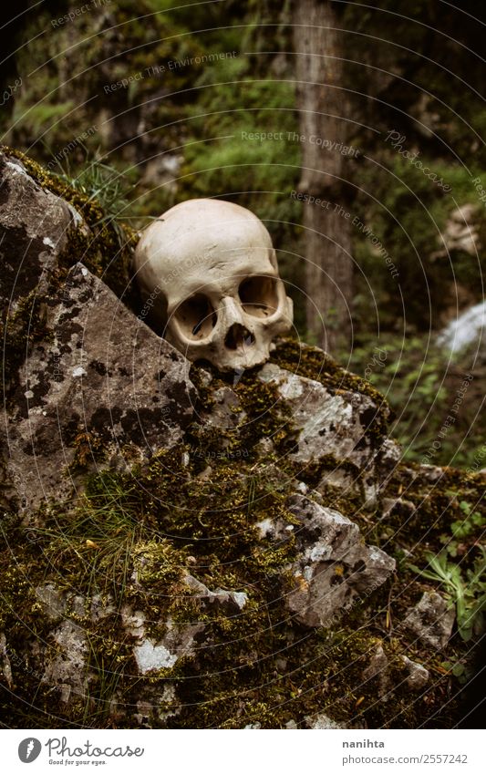Old human skull in nature Hallowe'en Death's head Environment Nature Plant Spring Winter Climate Moss Forest Rock Dirty Dark Authentic Creepy Uniqueness Natural