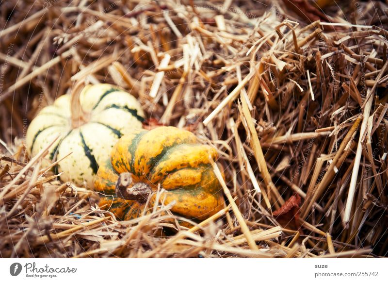 2 in straw Food Vegetable Organic produce Vegetarian diet Decoration Feasts & Celebrations Hallowe'en Autumn Small Natural Cute Round Yellow Pumpkin Straw