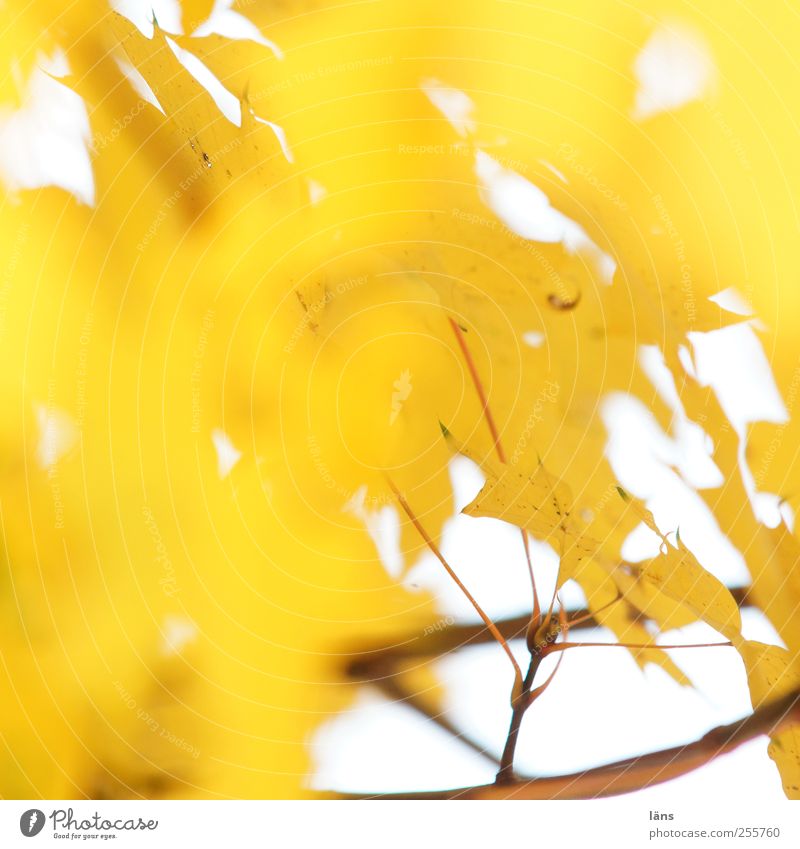 yellow Environment Plant Autumn Tree Leaf Illuminate Yellow Gold Change Branch Deserted Brilliant Colour photo Copy Space left Copy Space top Sunlight