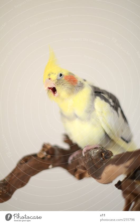 geeeeee... Animal Pet Bird Animal face Wing Claw 1 Breathe Flying To talk To swing Cool (slang) Brash Funny Brown Yellow Gray Emotions Yawn cockatiel Beak