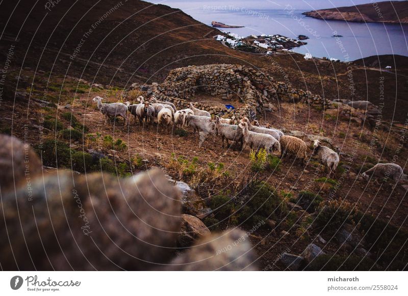 Sheep herd on island Vacation & Travel Trip Adventure Environment Sunrise Sunset Beautiful weather Bushes Field Hill Coast Bay Ocean Island Animal Farm animal