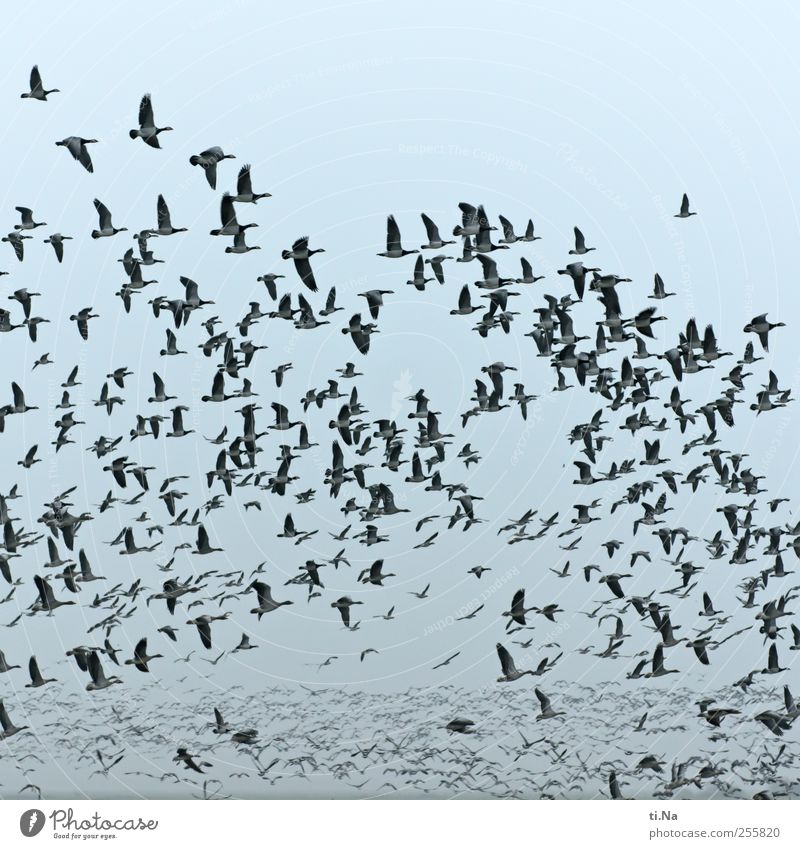 always follow me Wild animal Bird Wing Wild goose Migratory bird Flock Flying Free Gigantic Freedom Many Flight of the birds Flock of birds Deserted