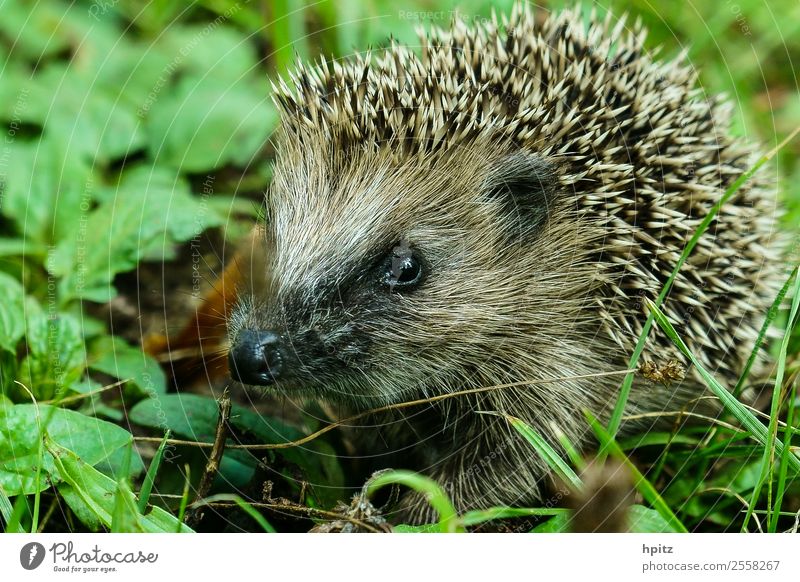 inquisitorial Nature Animal Wild animal Animal face Hedgehog Crawl Study Thorny Curiosity Colour photo Exterior shot Copy Space left Day Worm's-eye view