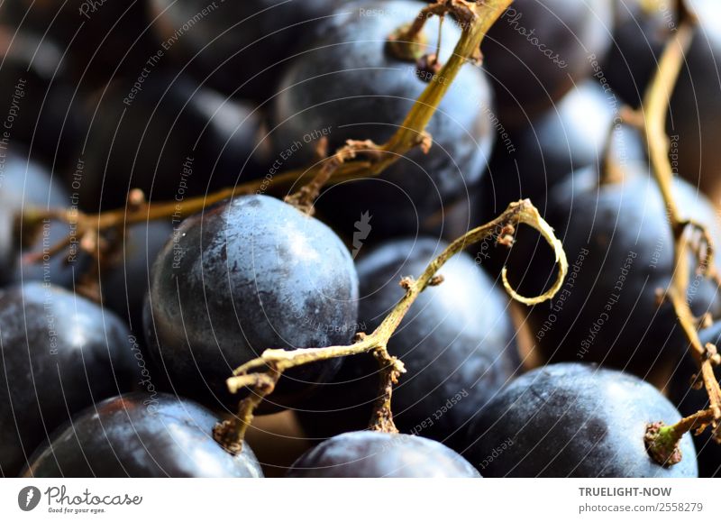 Blue grapes Fruit Nutrition Organic produce Vegetarian diet Diet Healthy Healthy Eating Fitness Life Harmonious Well-being Contentment Senses Brown Black Joy