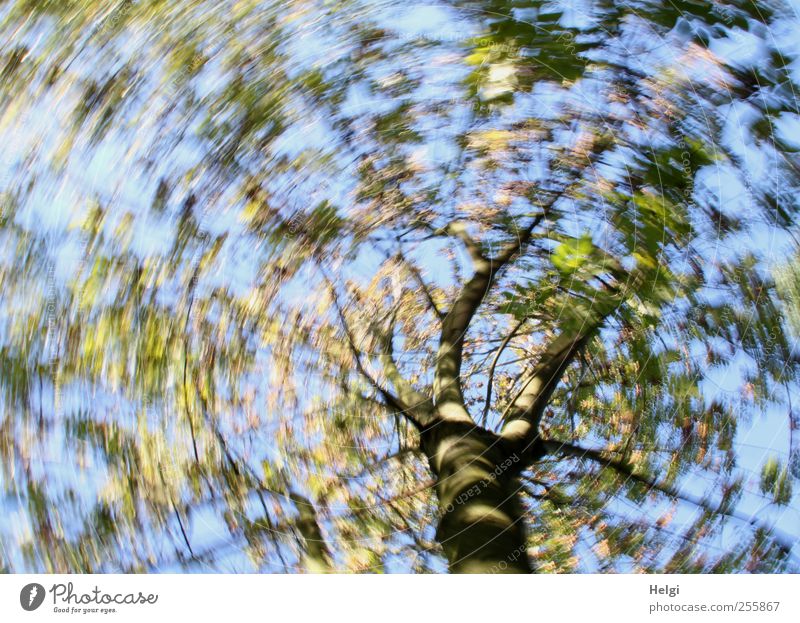 rotating worm Environment Nature Plant Cloudless sky Autumn Beautiful weather Tree Leaf Movement Rotate Growth Exceptional Fantastic Uniqueness Natural Blue