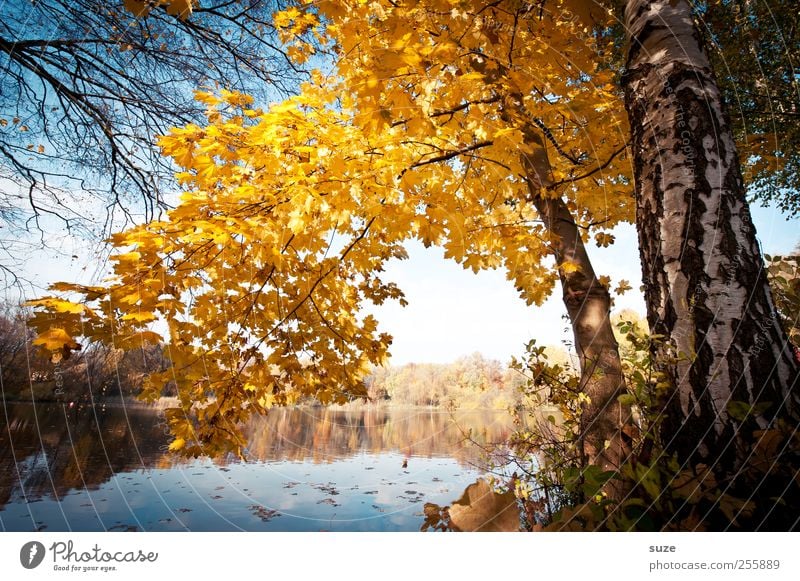 favourite place Environment Nature Landscape Elements Water Autumn Climate Beautiful weather Tree Leaf Lakeside Exceptional Natural Yellow Idyll Autumn leaves