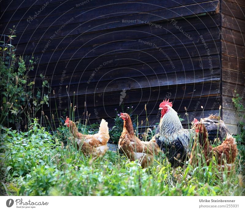 Happy chickens Nature Plant Animal Summer Grass Bushes Meadow Pet Rooster Barn fowl hühnerhof 4 Group of animals Looking Wait Free Natural Together