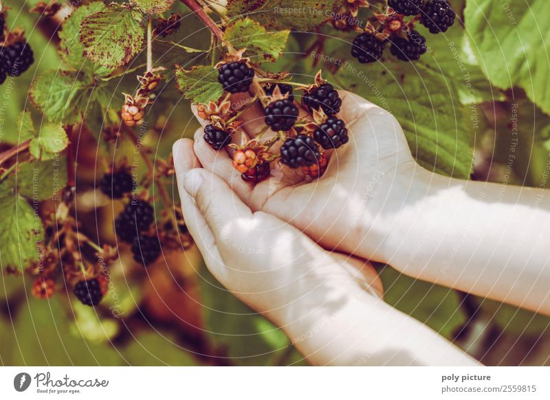 Children's hands holding blackberries Healthy Healthy Eating Leisure and hobbies Playing Vacation & Travel Girl Boy (child) Infancy Youth (Young adults) Life